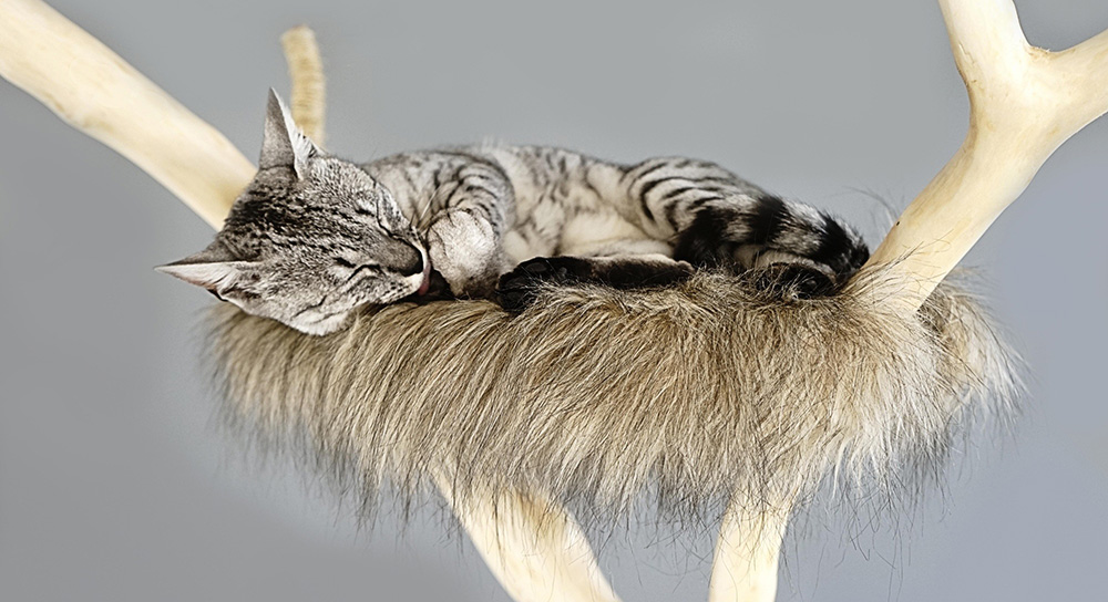 Stilvoller Kratzbaum mit schlafender Katze – elegantes Katzenmöbel in Naturholzoptik mit gemütlicher Liegefläche. Perfekt für glückliche Katzen, die Komfort und Design lieben.
