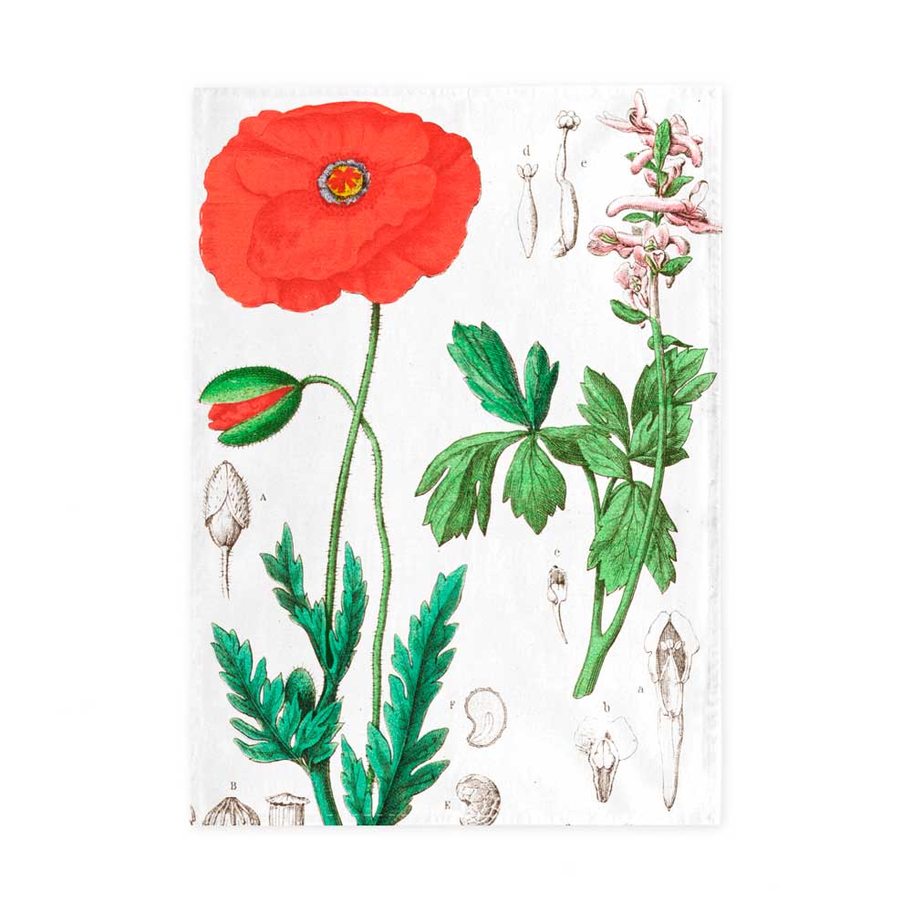 „Mohn“ – Hortus Botanicus - Geschirrtuch