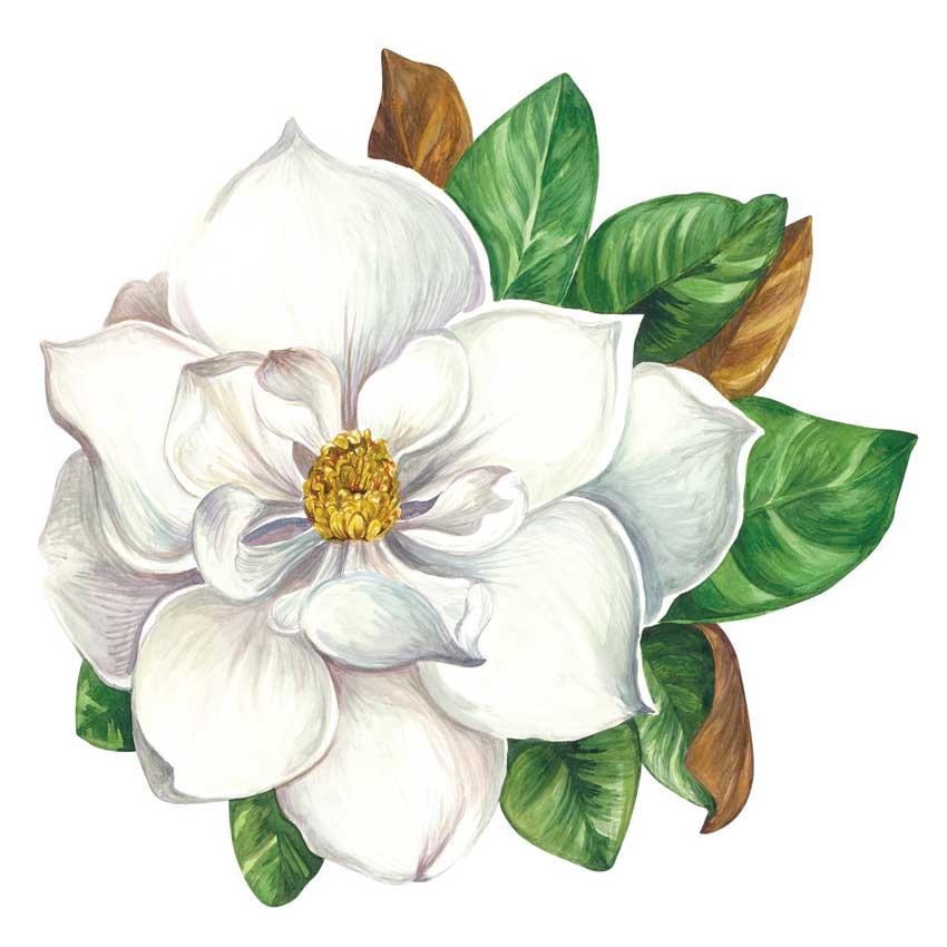 Die Cut Magnolia Placemats - Papier Tischsets "MAGNOLIA" von Hester & Cook Die Cut Magnolia Placemats - Papier Tischsets "MAGNOLIA" von Hester & Cook