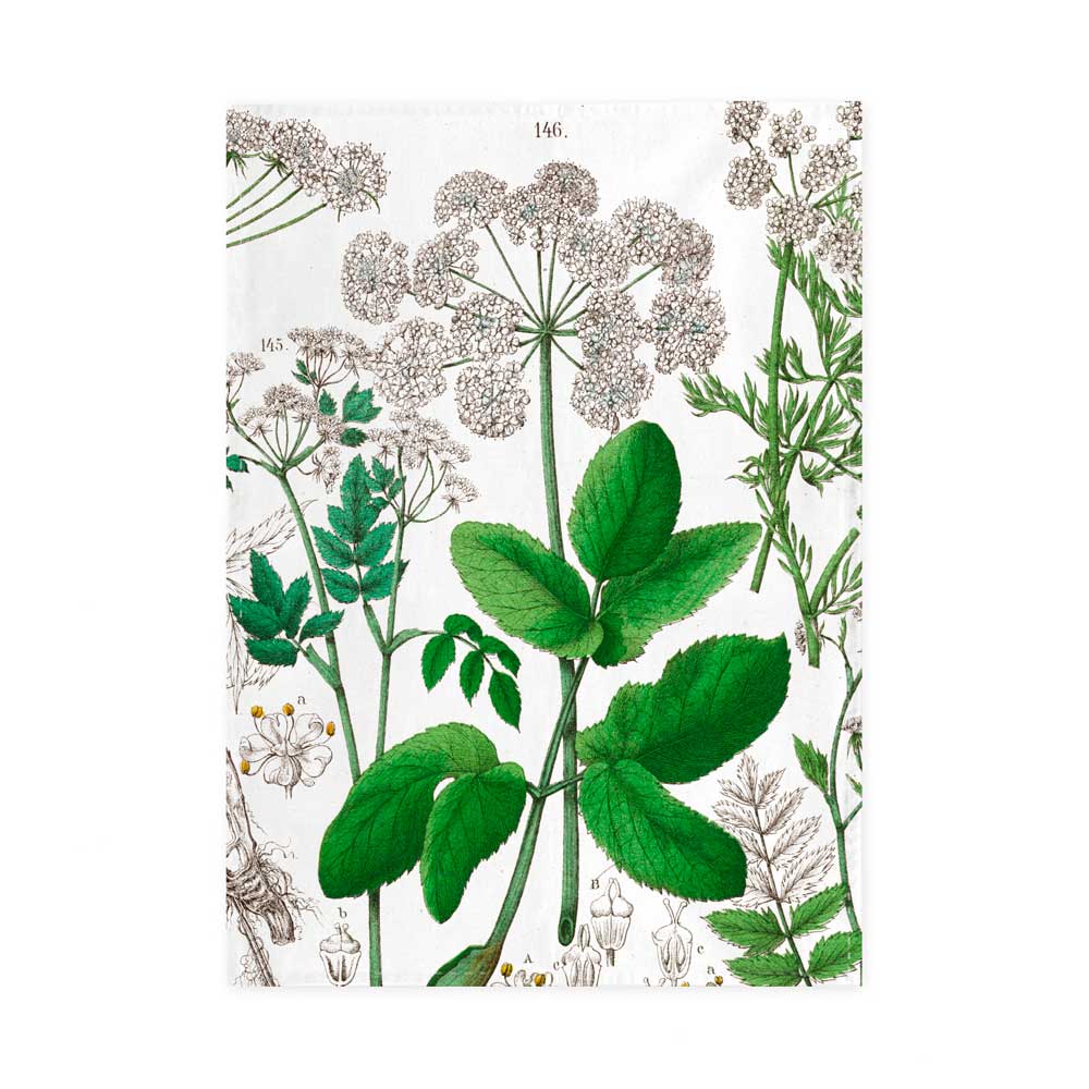 "Holunder" - Geschirrtuch / Hortus Botanicus