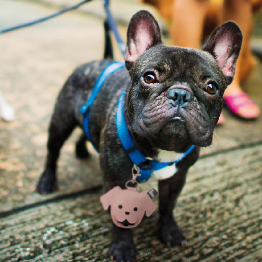 Kleine Gassibags von Puppy – stilvolle Begleiter für jeden Spaziergang mit deinem Hund. Praktisch, süß und immer mit einem Lächeln dabei.